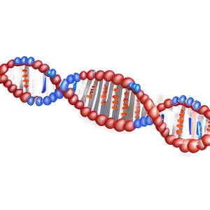 Dna Replication Diagram Png 05242024 PNG image