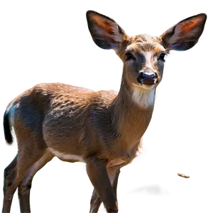 Doe Enjoying Sunshine PNG Tod PNG