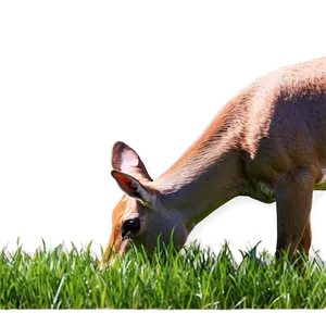 Doe Grazing Grass Png 59 PNG image
