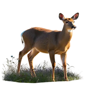 Doe In Sunlit Clearing PNG 06292024