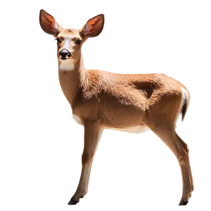 Doe In Sunlit Clearing PNG Nii74 PNG
