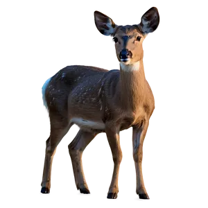 Doe In Twilight PNG 06292024
