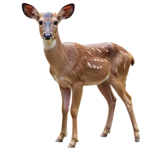 Doe In Wildlife Sanctuary PNG 06292024