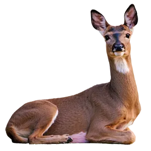 Doe Watching Sunset PNG 06292024