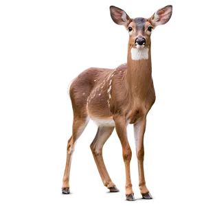 Doe With Majestic Pose PNG 12