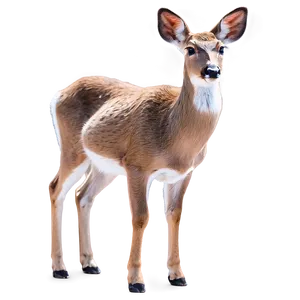 Doe With Soft Fur Texture PNG Ytt PNG