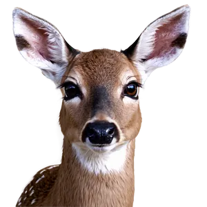 Doe With Sparkling Eyes PNG Cfg73 PNG