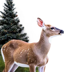 Doe With Vibrant Background PNG 10