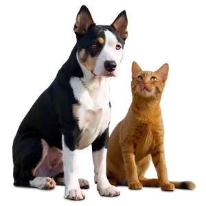 Dog And Cat A PNG image