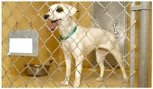 Dog Behind Chain Link Fence PNG image