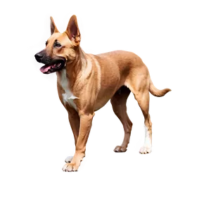 Dog Breed Transparent Png 05262024 PNG image