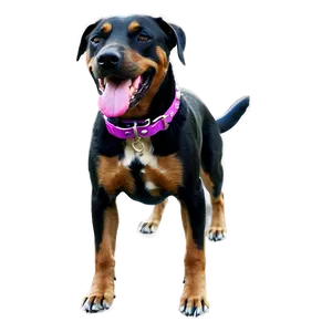 Dog Collar Transparent PNG 76
