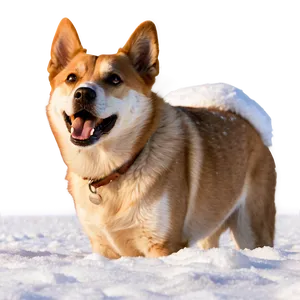 Dog Face In Snow Scene PNG 56 PNG