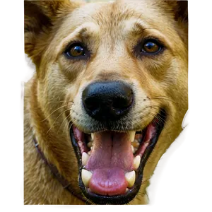 Dog Face In Wild Nature PNG Cvg57 PNG