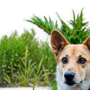 Dog Face In Wild Nature PNG Wwy PNG