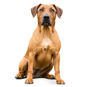 Dog Face On Human Body PNG Uyo