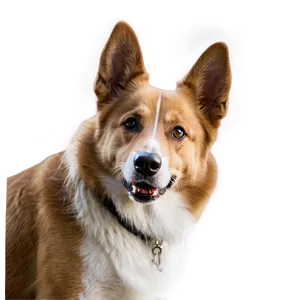 Dog Face Portrait Photo PNG 06212024