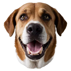 Dog Face Portrait Photo PNG Ngu PNG