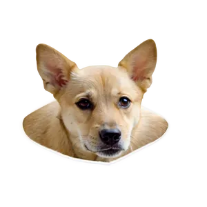 Dog Face Puppy Look PNG 06212024 PNG