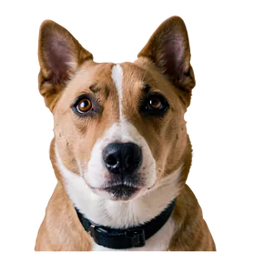 Dog Face Winking Eye PNG 16 PNG