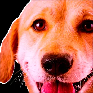 Dog Face Winking Eye PNG Rco PNG