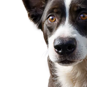 Dog Face With Heart Nose PNG 91