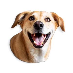 Dog Face With Tongue Out PNG Pei PNG
