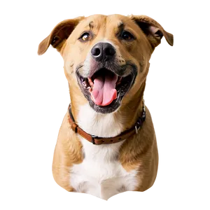 Dog Face With Tongue Out PNG Stk
