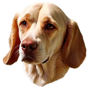 Dog Head Drawing Png 06212024 PNG image