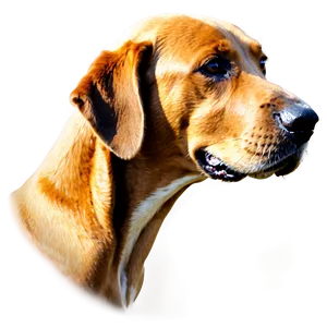Dog Head Side View PNG 06212024 PNG