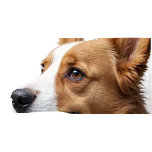 Dog Nose B PNG image