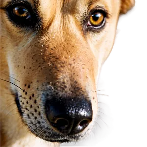 Dog Nose Close-up Png 56 PNG image