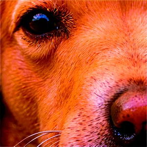 Dog Nose Close-up Png 58 PNG image