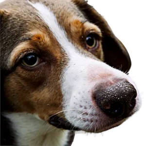 Dog Nose Close-up Png 59 PNG image