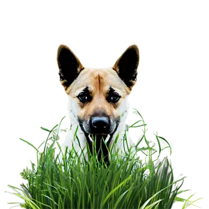 Dog Nose In Grass PNG Gsy40 PNG
