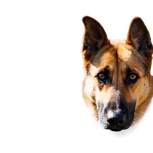 Dog Nose In Shadow PNG 06272024