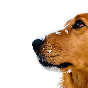 Dog Nose In Snow PNG 06272024