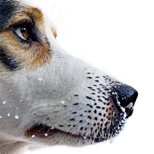 Dog Nose In Snow PNG Dcl35