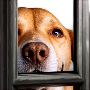 Dog Nose On Window PNG 06272024