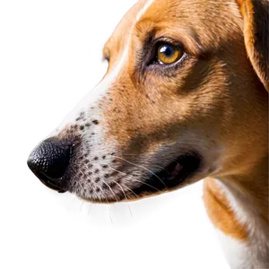 Dog Nose On Window PNG 06272024