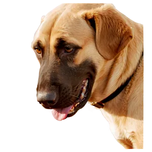 Dog Nose Texture Png Uij34 PNG image