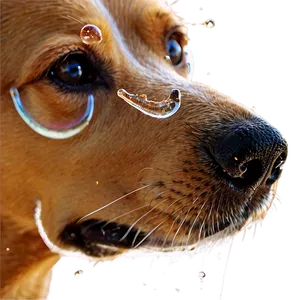Dog Nose With Dew PNG Dpa