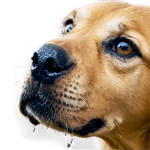 Dog Nose With Dew PNG Qcv84 PNG