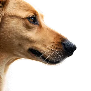 Dog Nose With Dew PNG Uho