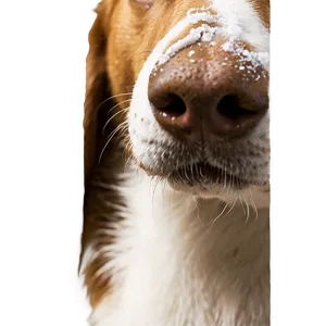 Dog Nose With Snowflakes PNG 06272024