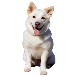 Dog Playing Transparent PNG 05262024
