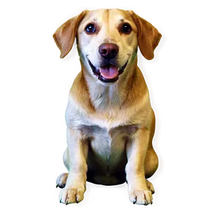 Dog Portrait Transparent PNG 05262024