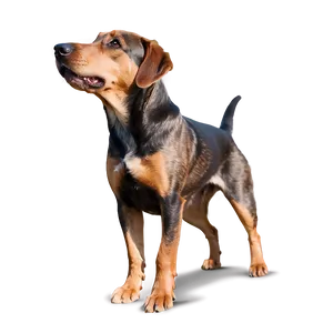 Dog Portrait Transparent PNG Jyv PNG