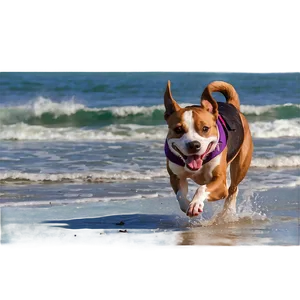 Dog Running Across Beach PNG 06132024 PNG