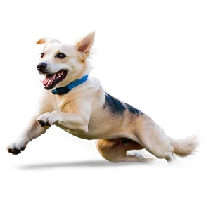 Dog Running Across Beach PNG 50 PNG